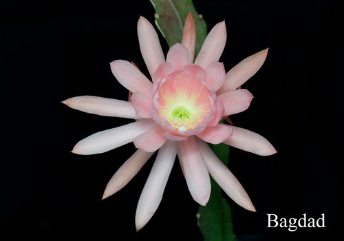 Epiphyllum blattkakteen - epiphyllum,